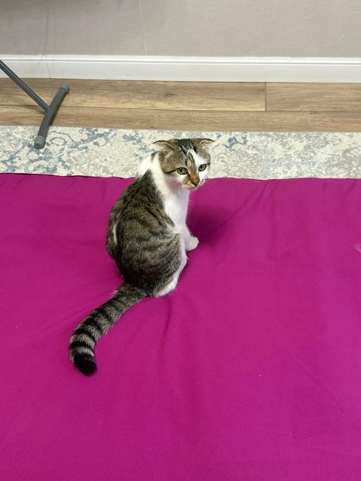 Кошка бесплатно.