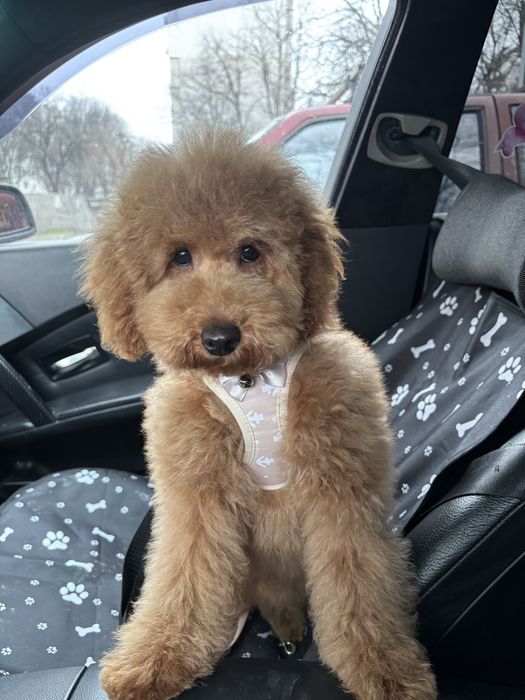 Пудел/ Мини пудел