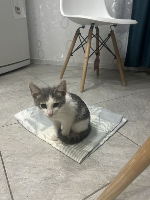 Милый котик мальчик 3 месяца