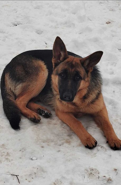 Catelusa ciobanesc german, 7 luni