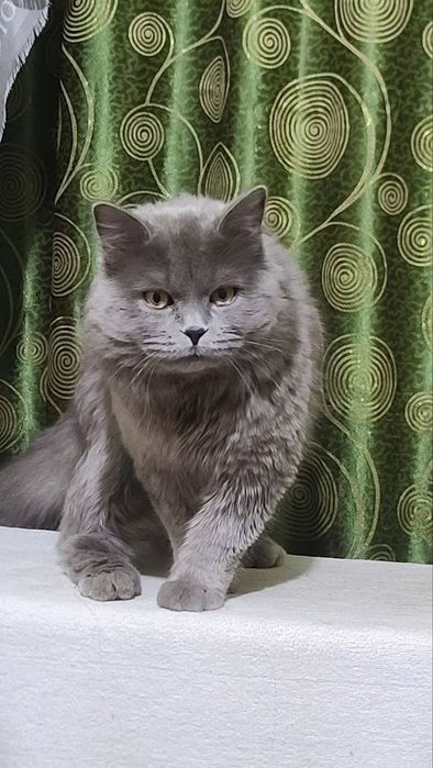 SScottish straight Vyazka(Qo'shishga)