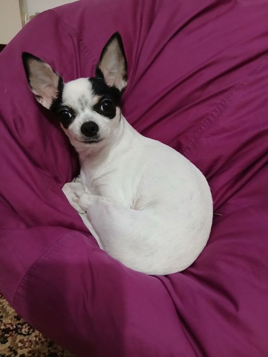 Животные. Вязка Чихуахуа