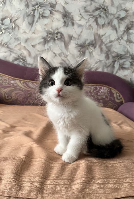 Котенок в добрые руки