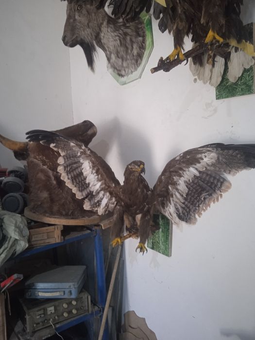 Продаем чучело  шакала и беркута за150доллоров