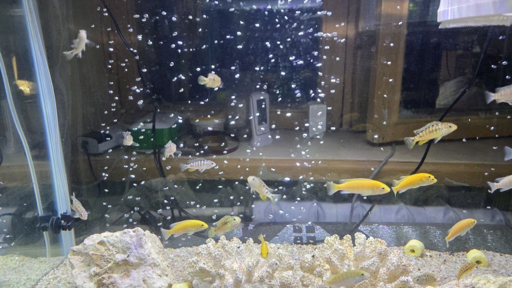 Продам мальков цихлид