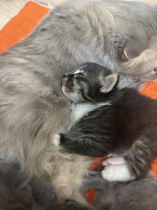 Вислоухие котята