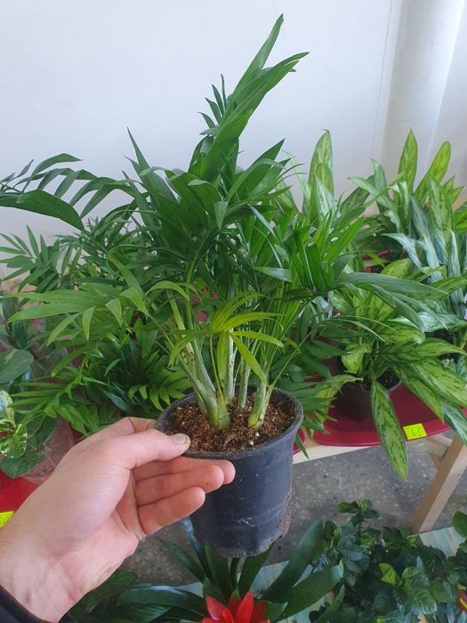 Xomedoreya хомедорея