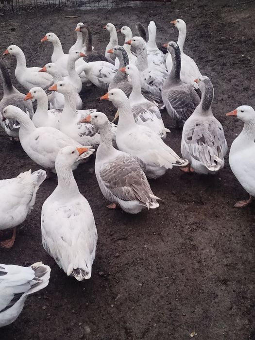 Vând gâște tinere