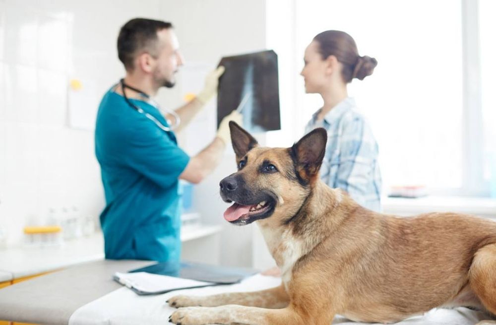 Ветеринар на выезд