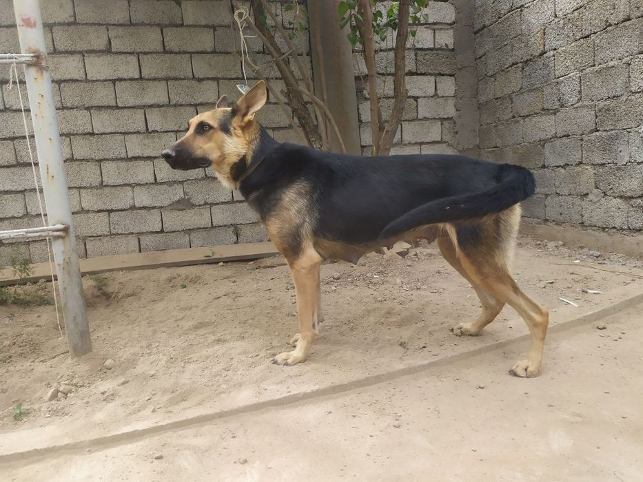 Предлагается к Вязке Восточно Европейская овчарка