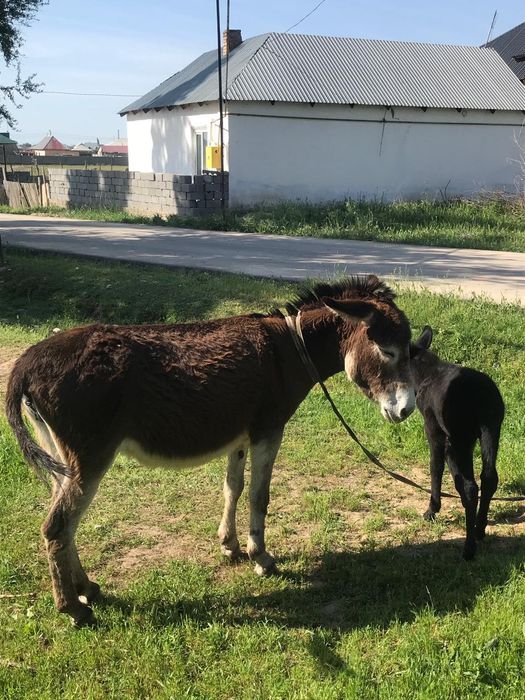 Ешек сатылады или обмен
