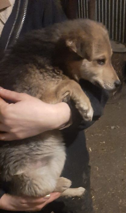 Ищет хозяина, девочка