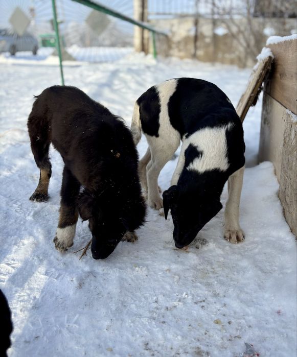 Отдадим щенят в добрые руки
