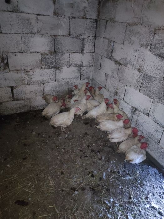 Продам курей несушки