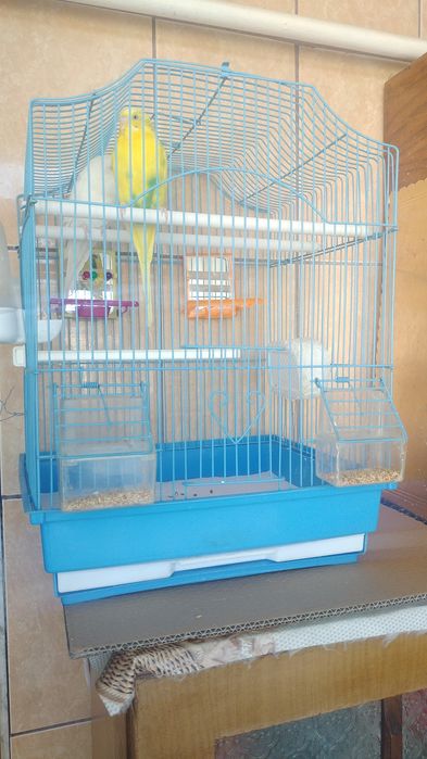 Vand pereche papagali perusi