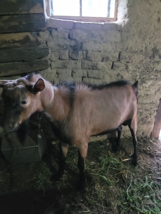 Țap de vizare pentru monta