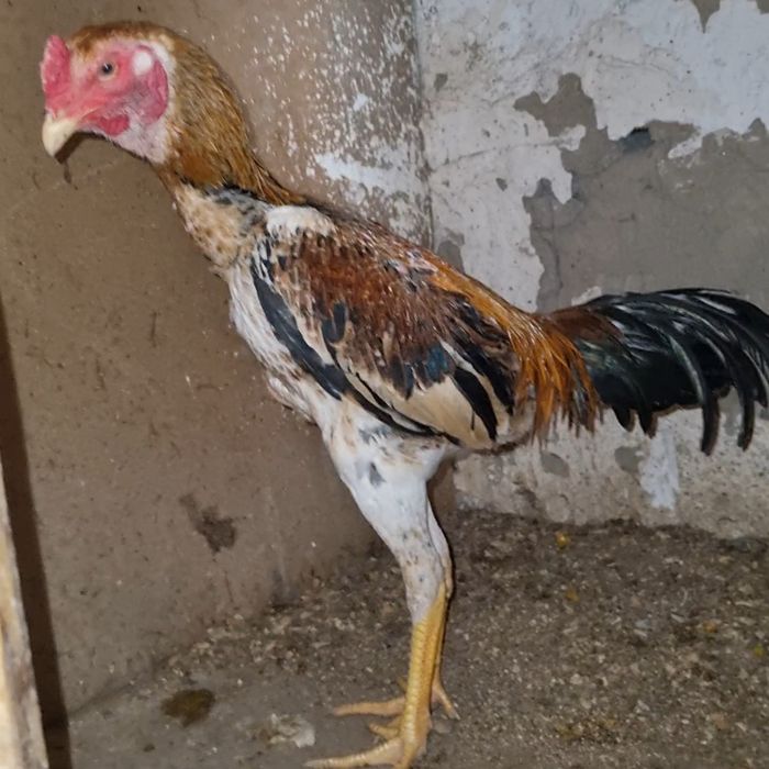 Aprelni jujasi shamo toza qon