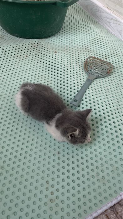 Котенок возраст 1 месяц