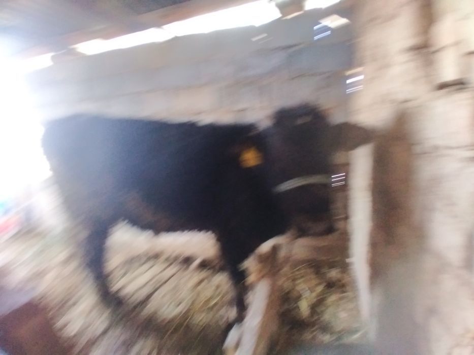 Бұқа сатылады, тез арада