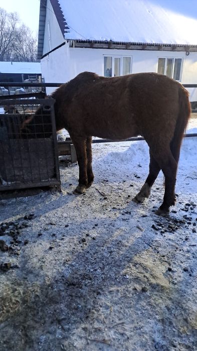 Ат сатылады/ Продается конь