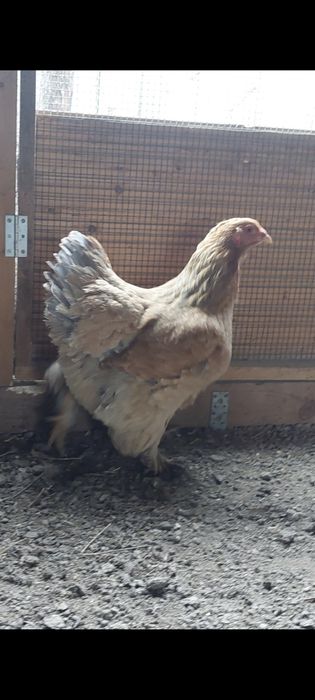 Găini Brahma columbia - TINERET