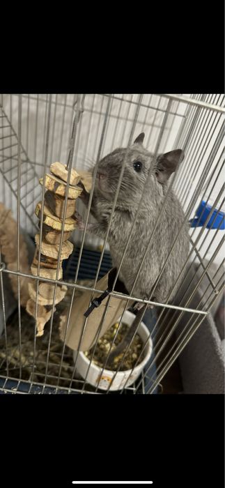 Чилийска катеричка Дегу