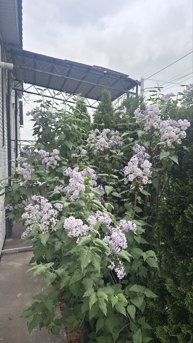 Сирень продам алматы