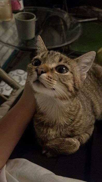 Uy mushugi Scottish stray