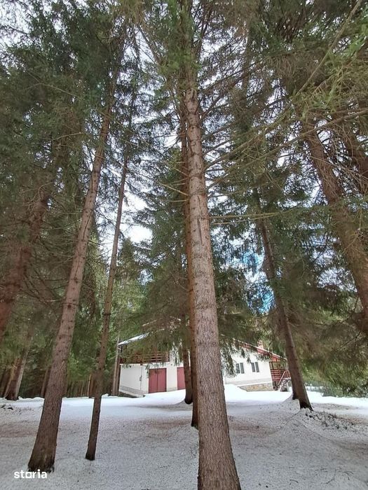 Casa de vacanta spatioasa in Calatele Padure – Dealul Negru, teren 2