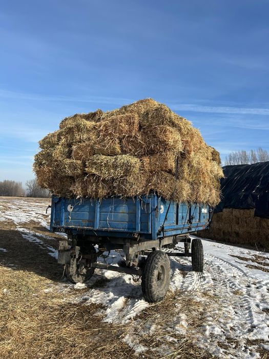 Шоп сатылады суданка