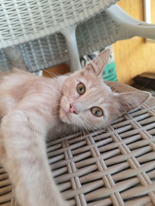 Рыжий котёнок мальчик