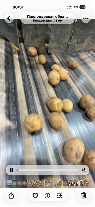 Продам семена Коломбо и Гала. Павлодар.