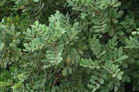 Рожков - Ceratonia siliqua L. - Фиданки