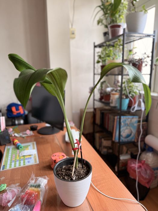 Амазонская Лилия - Эухарис