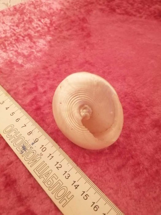 Продам морскую ракушку для аквариума.