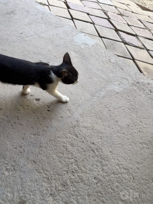 Домашние котята отдам даром