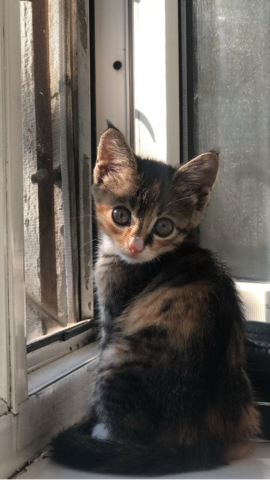 Кошка в добрые руки бесплатно