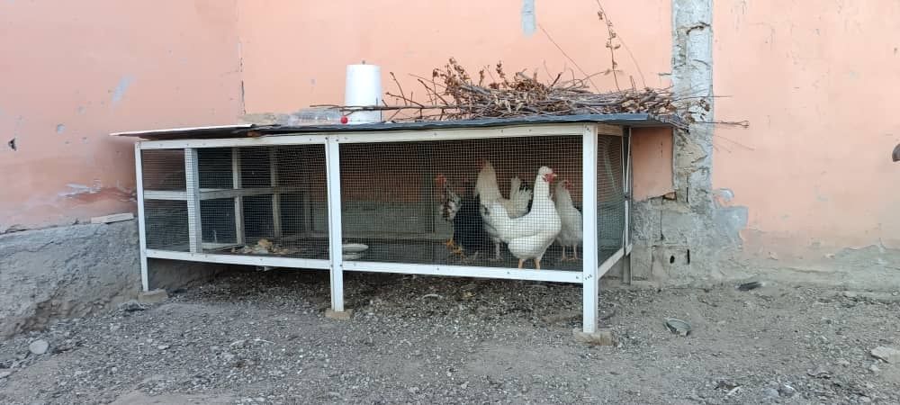 Tovuqlar katagi bilan sotiladi