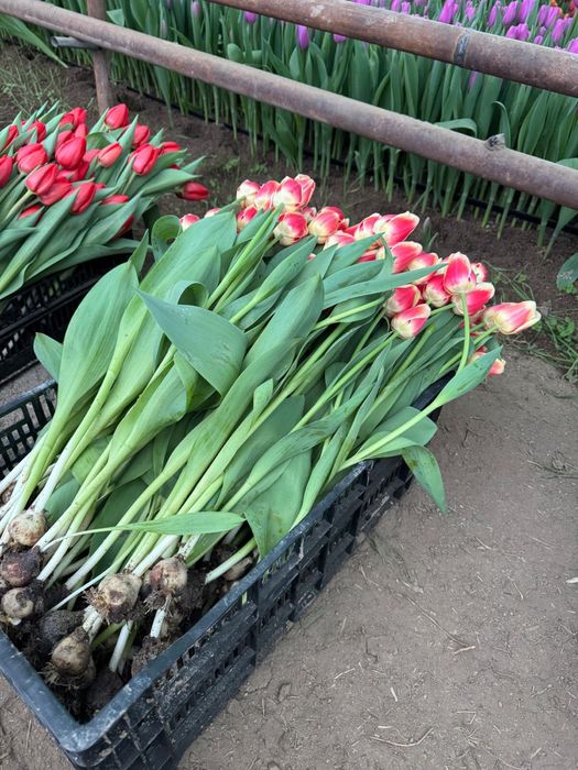 Тюльпаны 7 расцветки