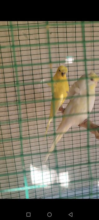 Babichka tayyor para gullari idiyalni