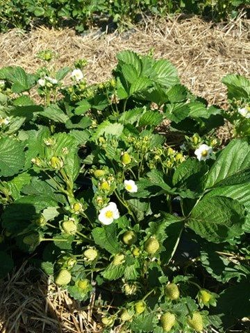 Stoloni capsuni albion si diverse soiuri unifere,elsanta