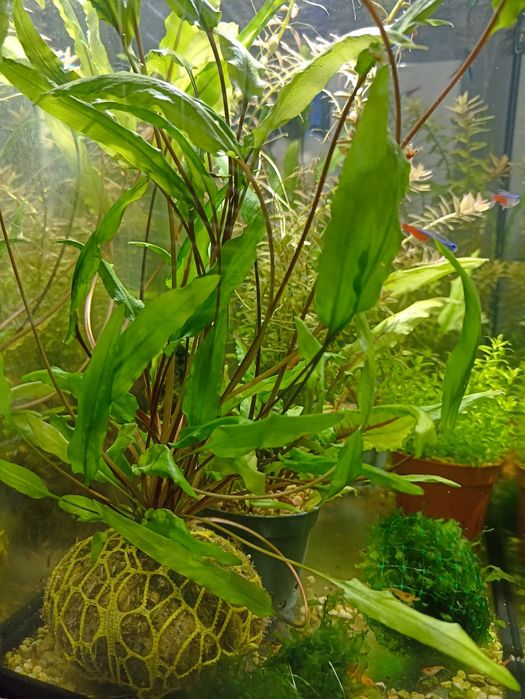 Аквариумные растения.