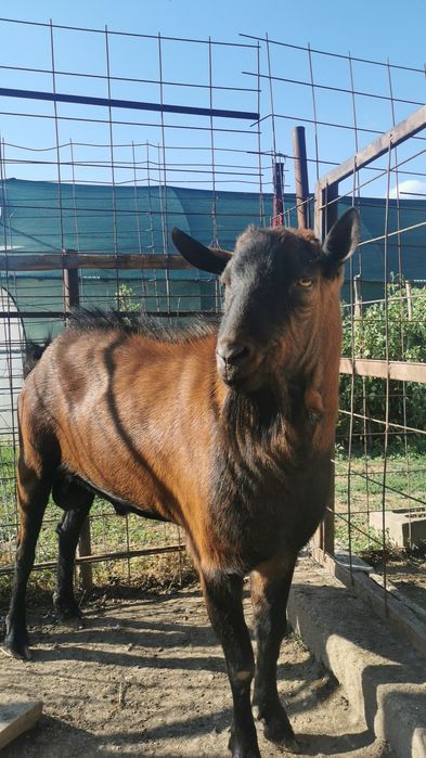 Vind țapi alpin francez țapul este bun de montă și doua iede montate