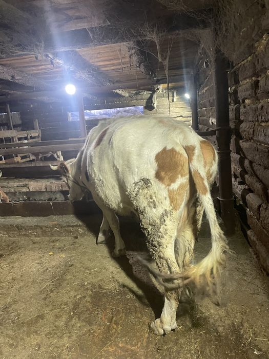 Сауынды сиыр сатылады