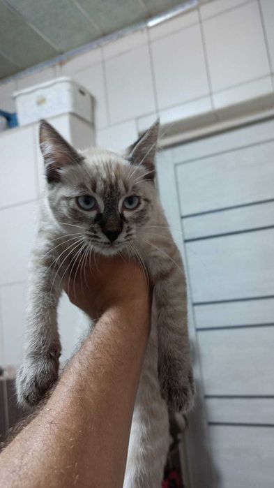 Котенок мальчик бесплатно