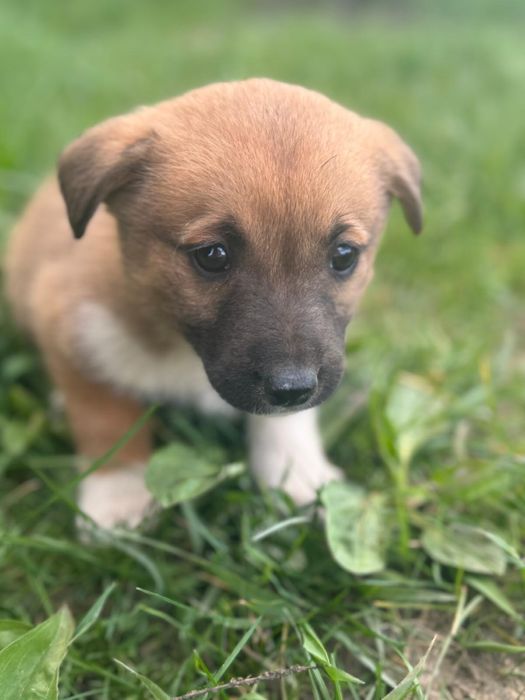 Adoptie caini-2 luni