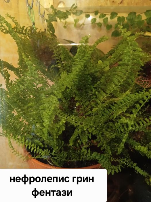 Продам папоротники