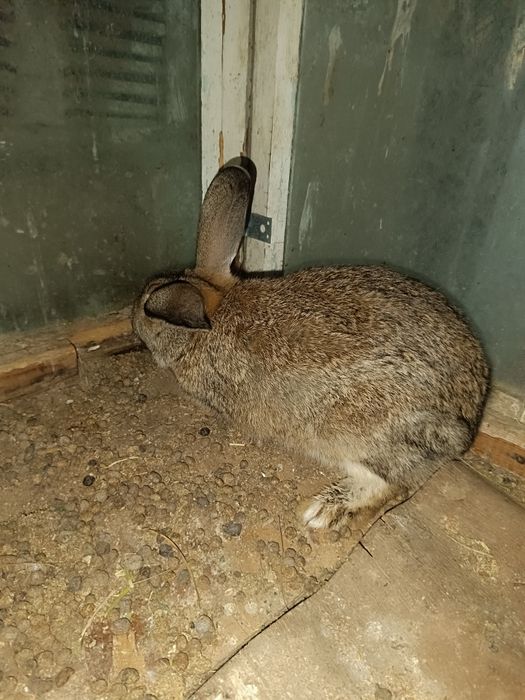 Кролик Самец продается