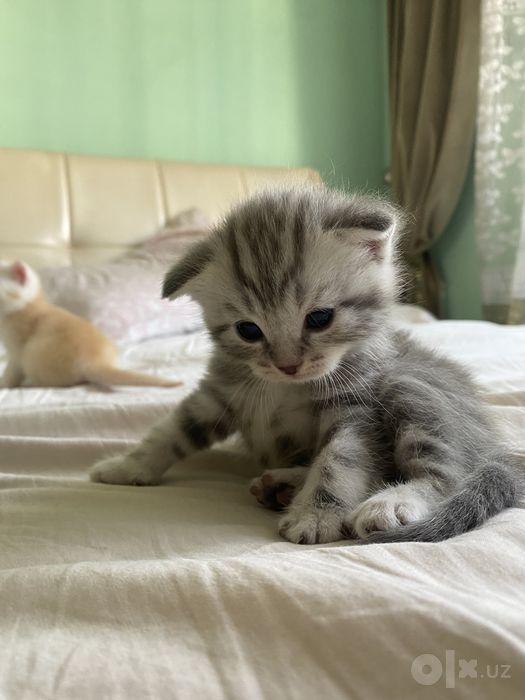 Котята фолдики и страйдики
