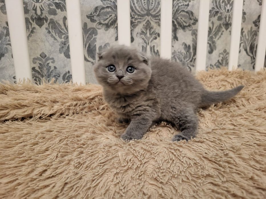 Скоттиш Фолд.  Голубой Окрас.